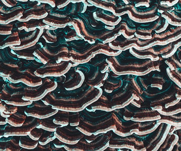 Abstract green biological structure representing natural protection